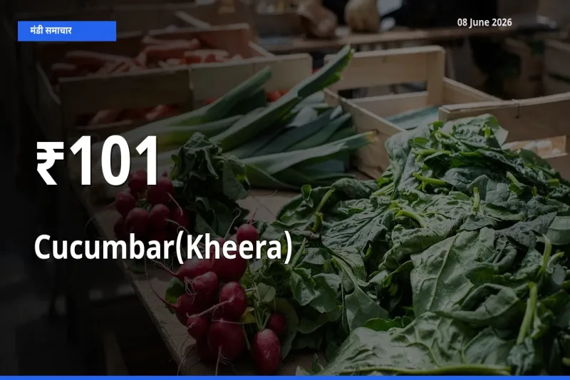 आज का मंडी ट्रेंड: खीरा के दाम कई बाजारों में एक साथ बदले