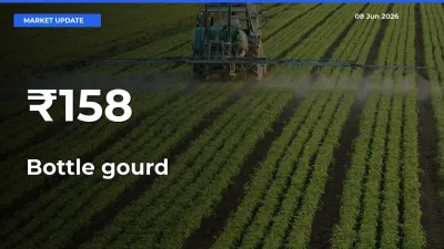 Bottle gourd Shows Strong Mandi Trend – June 08 Market Update
