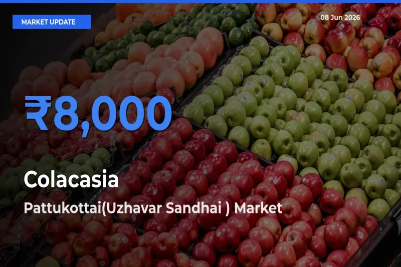 Market Watch: Pattukottai(Uzhavar Sandhai ) Becomes Top Mandi for Colacasia