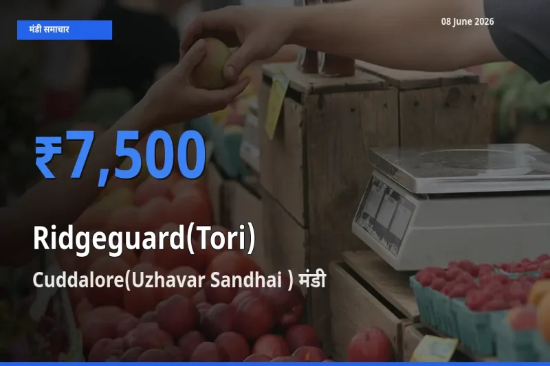 आज का मंडी भाव: तोरई के सबसे ज़्यादा दाम Cuddalore(Uzhavar Sandhai ) में