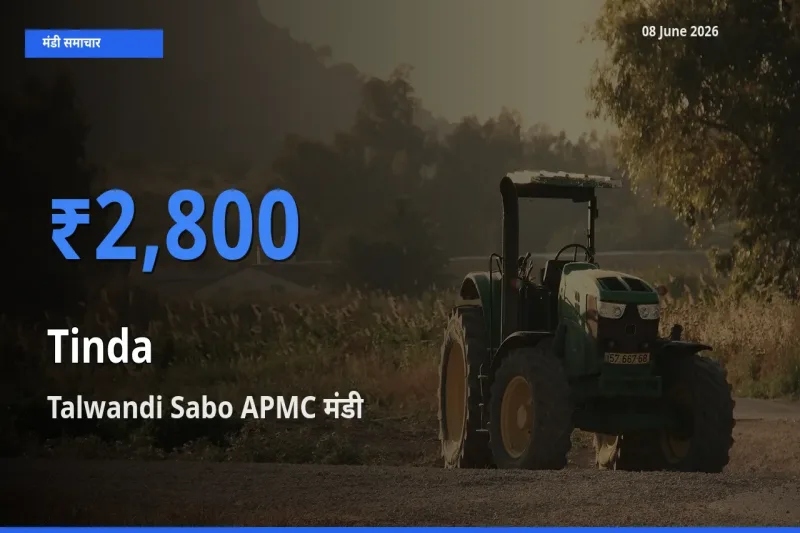 टॉप मंडी बना Talwandi Sabo APMC! टिंडा के सबसे ऊँचे दाम यहीं दर्ज