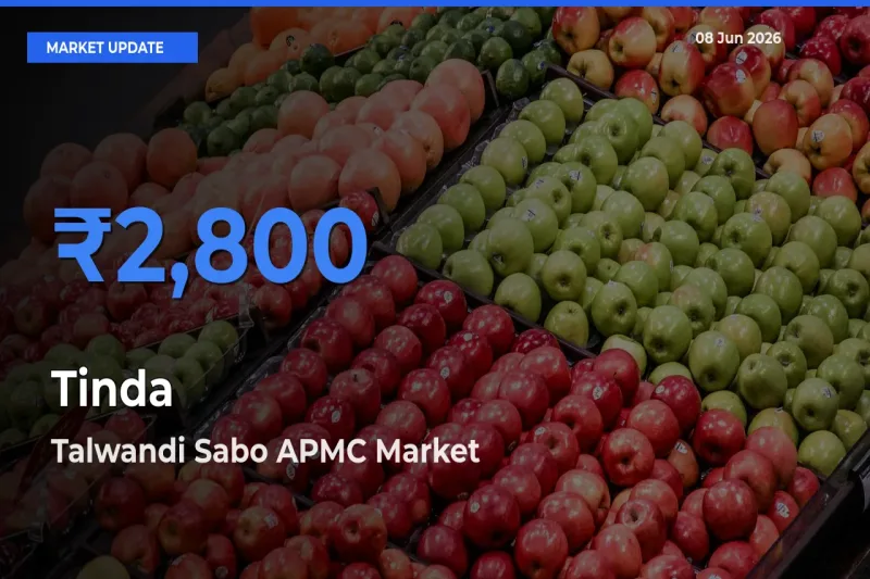 Talwandi Sabo APMC Records Highest ₹2,800 Rate for Tinda