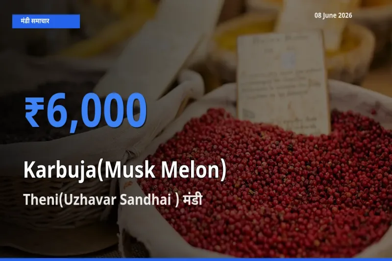 किसानों की पसंद बना Theni(Uzhavar Sandhai ), खरबूजा के सबसे अच्छे दाम