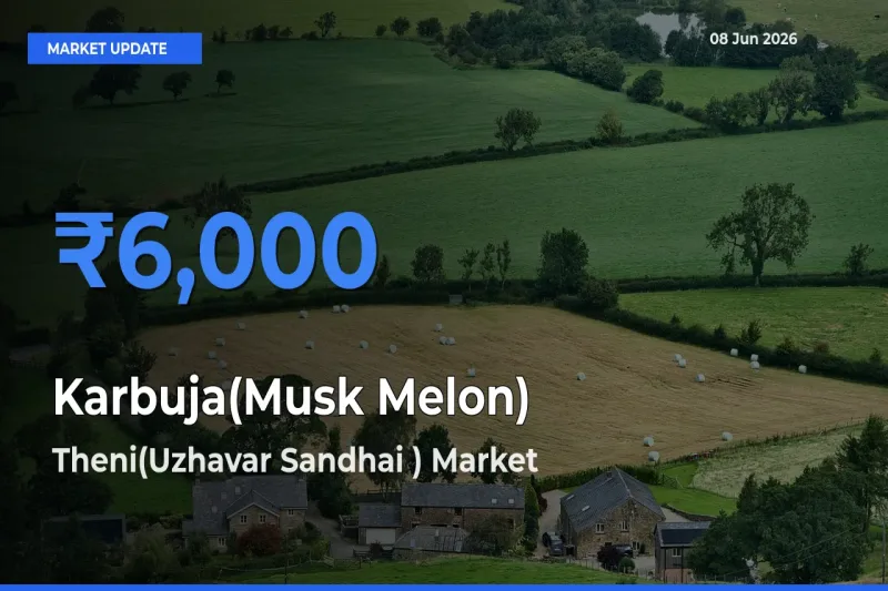 Theni(Uzhavar Sandhai ) Tops Karbuja(Musk Melon) Rates – June 08 Market Update