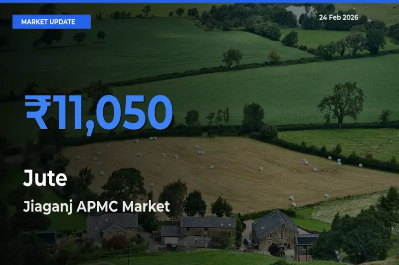 Jiaganj APMC Tops Jute Rates – February 24 Market Update