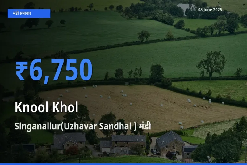 आज गांठगोभी के सबसे ऊँचे दाम ₹6,750 Singanallur(Uzhavar Sandhai ) मंडी में