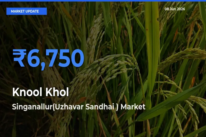 Singanallur(Uzhavar Sandhai ) Records Highest ₹6,750 Rate for Knool Khol
