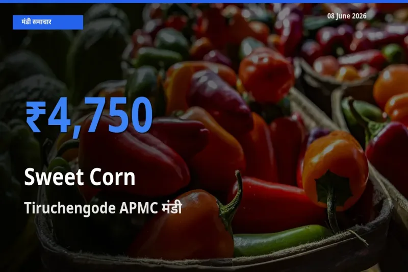 Tiruchengode APMC मंडी में स्वीट कॉर्न ₹4,750 पर पहुँचा – आज का सर्वोच्च भाव