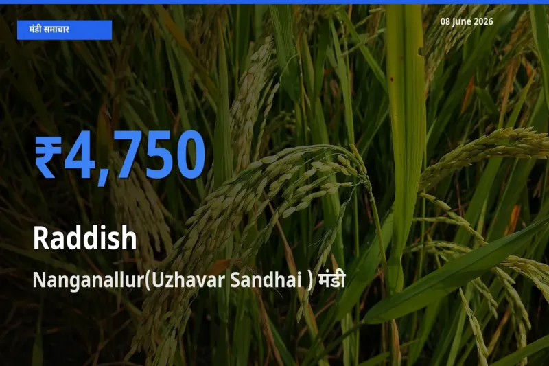 टॉप मंडी बना Nanganallur(Uzhavar Sandhai )! मूली के सबसे ऊँचे दाम यहीं दर्ज