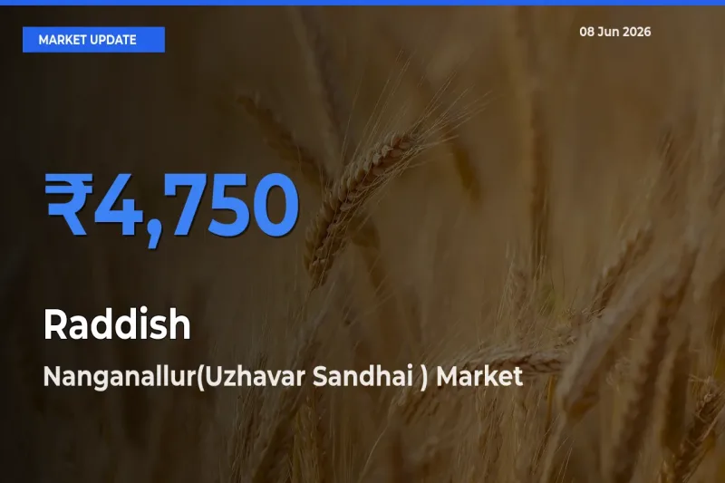 Nanganallur(Uzhavar Sandhai ) Records Highest ₹4,750 Rate for Raddish