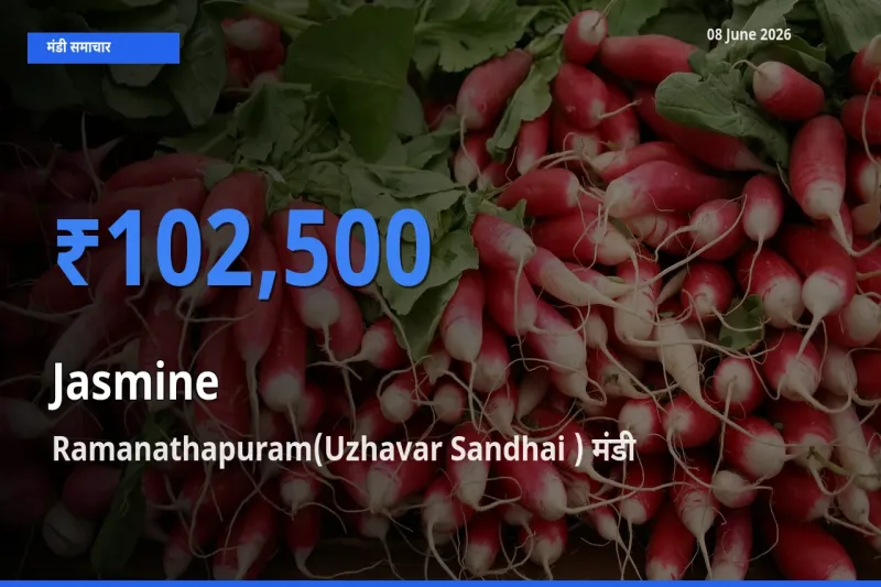 किसानों की पसंद बना Ramanathapuram(Uzhavar Sandhai ), चमेली के सबसे अच्छे दाम