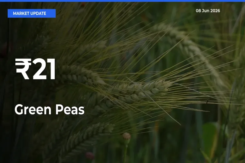 Why Green Peas Prices Are Moving Across Multiple Mandis Today