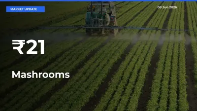 Mashrooms Mandi Trend Today: Prices Shift Across Multiple Markets