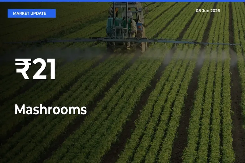 Mashrooms Mandi Trend Today: Prices Shift Across Multiple Markets