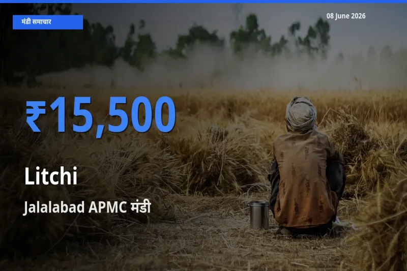 आज लीची के सबसे ज़्यादा दाम Jalalabad APMC मंडी में दर्ज