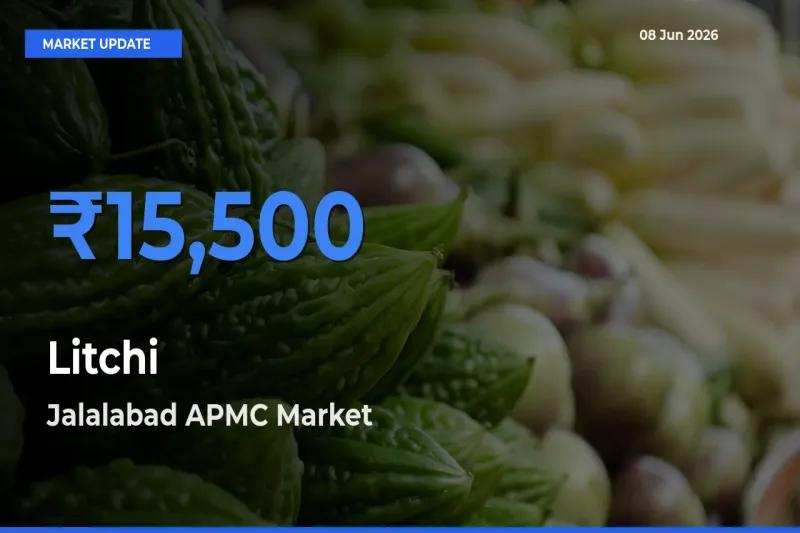 Jalalabad APMC Tops Litchi Mandi Rates Today