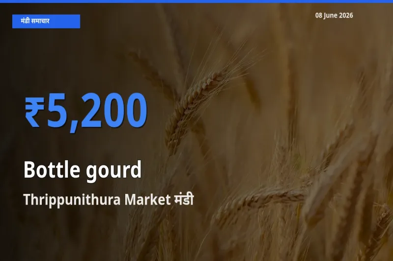 Thrippunithura Market मंडी में लौकी ₹5,200 पर पहुँचा – आज का सर्वोच्च भाव