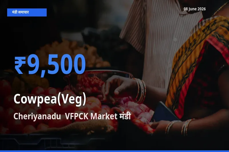 आज लोबिया फली के सबसे ज़्यादा दाम Cheriyanadu  VFPCK Market मंडी में दर्ज