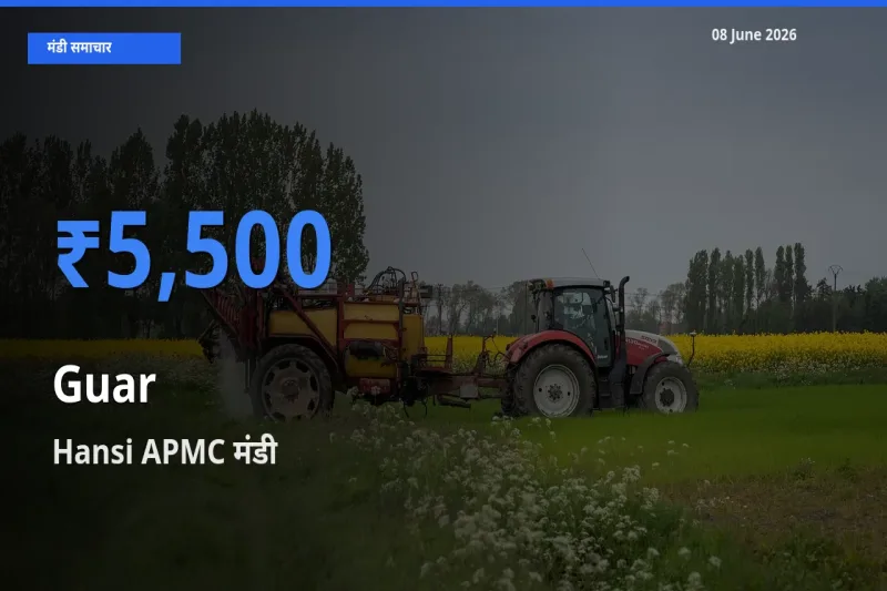 08 June अपडेट: ग्वार के सबसे ऊँचे दाम Hansi APMC मंडी में