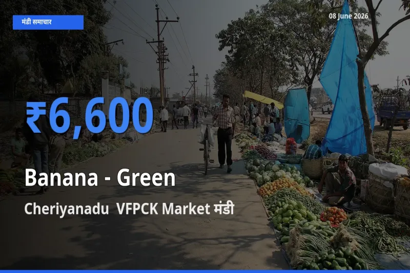 08 June अपडेट: केला - हरा के सबसे ऊँचे दाम Cheriyanadu  VFPCK Market मंडी में