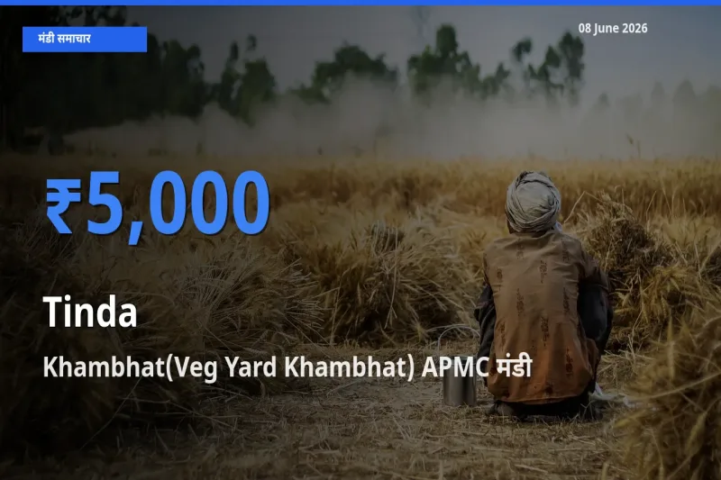 Khambhat(Veg Yard Khambhat) APMC में टिंडा का आज सबसे ऊँचा भाव