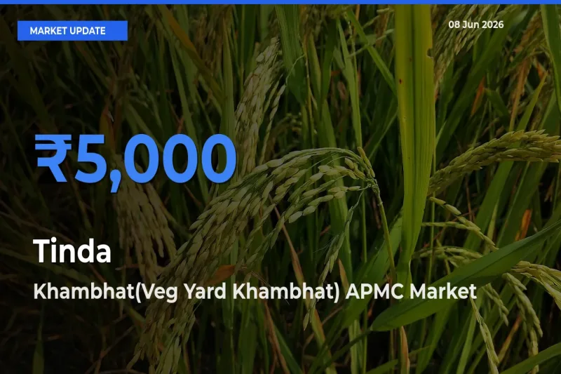 Khambhat(Veg Yard Khambhat) APMC Offers ₹5,000 – Highest Tinda Rate Today