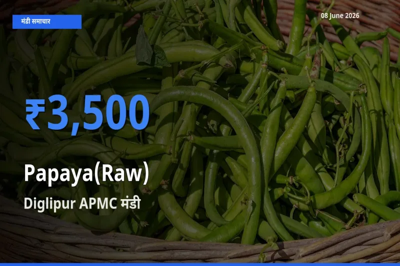 Diglipur APMC मंडी में पपीता (कच्चा) ₹3,500 पर पहुँचा – आज का सर्वोच्च भाव