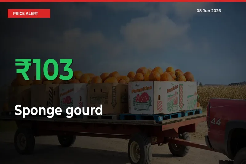 This Mandi Records 103.03% Jump in Sponge gourd Prices