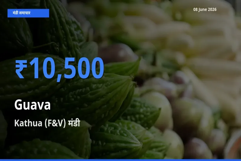 आज अमरूद के सबसे ऊँचे दाम ₹10,500 Kathua (F&V) मंडी में