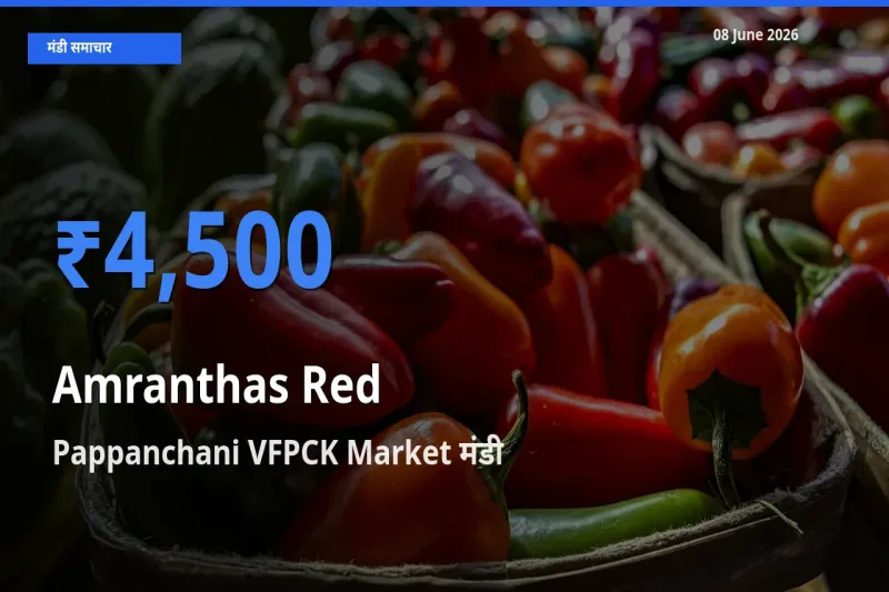 08 June अपडेट: लाल चौलाई के सबसे ऊँचे दाम Pappanchani VFPCK Market मंडी में