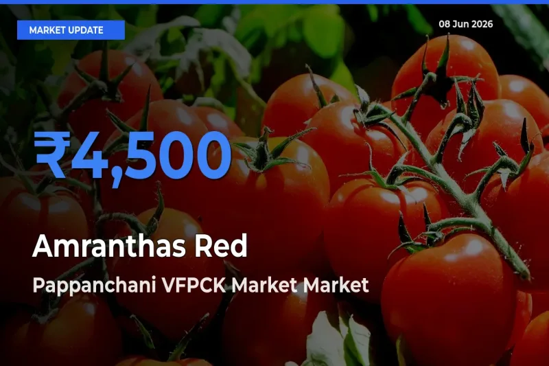 Pappanchani VFPCK Market Leads as Top Mandi for Amranthas Red Prices
