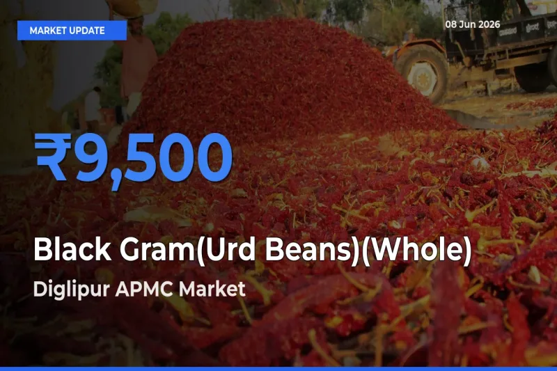 Diglipur APMC Offers ₹9,500 – Highest Black Gram(Urd Beans)(Whole) Rate Today