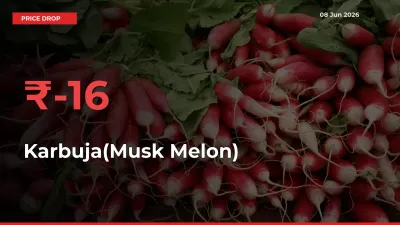 15.91% Drop in Karbuja(Musk Melon) Prices – Mandi Sees Sudden Fall