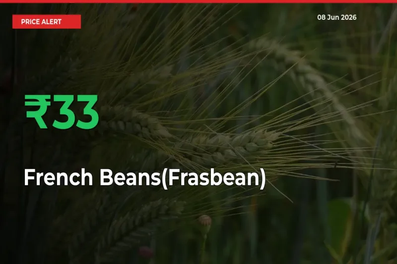 Sudden 33.19% Rally in French Beans(Frasbean) Prices Across Mandis