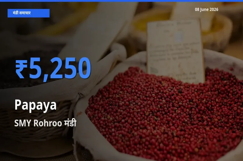 टॉप मंडी बना SMY Rohroo! पपीता के सबसे ऊँचे दाम यहीं दर्ज