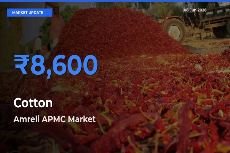 Amreli APMC Leads as Top Mandi for Cotton Prices