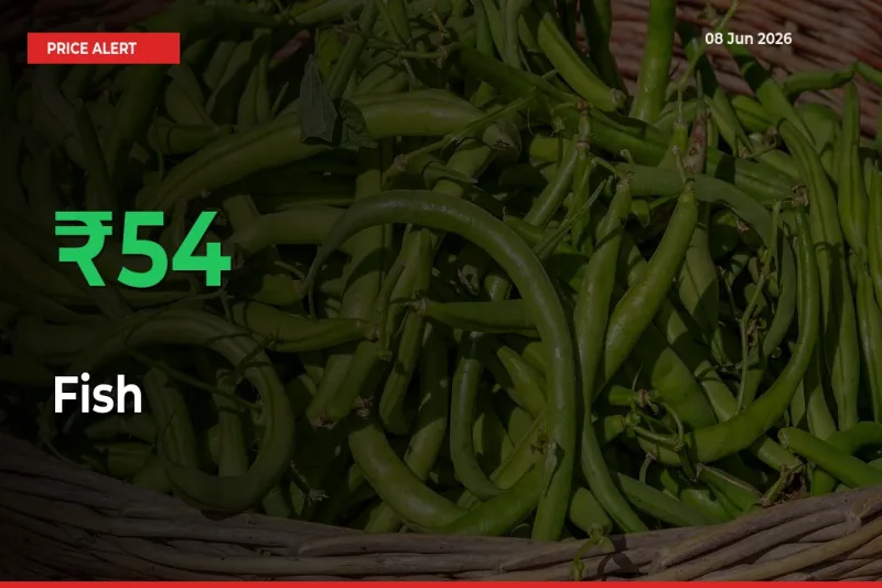 Fish Mandi Rate Today: Prices Jump 54.09% at Market