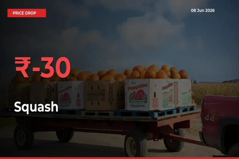 This Mandi Records 30.29% Fall in Squash Prices