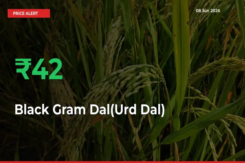 42.46% Spike in Black Gram Dal(Urd Dal) Prices – Mandi Sees Sudden Rally