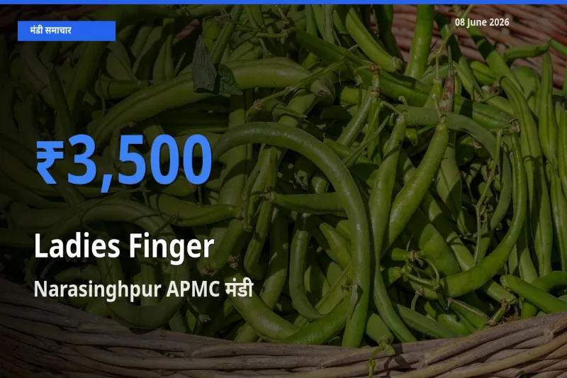 Narasinghpur APMC में भिंडी का आज सबसे ऊँचा भाव