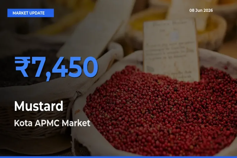 Kota APMC Leads as Top Mandi for Mustard Prices
