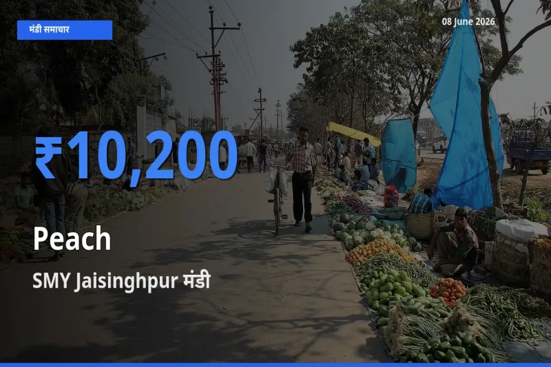 आज का मंडी भाव: आड़ू के सबसे ज़्यादा दाम SMY Jaisinghpur में