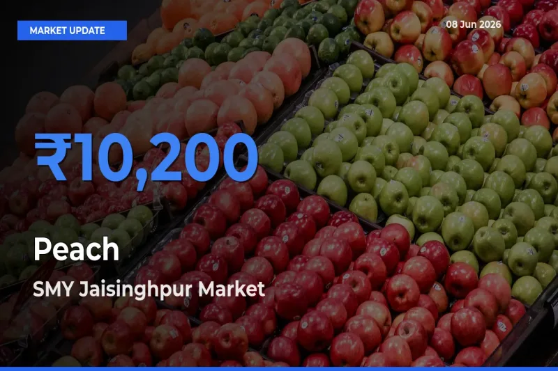 Market Watch: SMY Jaisinghpur Becomes Top Mandi for Peach