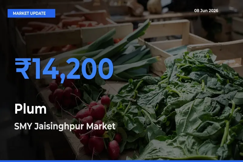 SMY Jaisinghpur Offers ₹14,200 – Highest Plum Rate Today