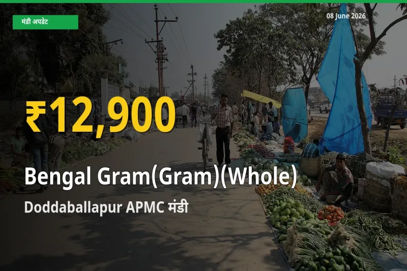 30 दिनों में सबसे ऊँचे स्तर पर चना (साबुत) के दाम, Doddaballapur APMC में उछाल