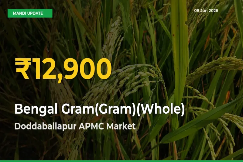 Farmers Benefit as Bengal Gram(Gram)(Whole) Rate Touches New High in Doddaballapur APMC