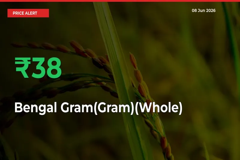 Big Rally! Bengal Gram(Gram)(Whole) Climbs 38.05% in 24 Hours at Top Mandis