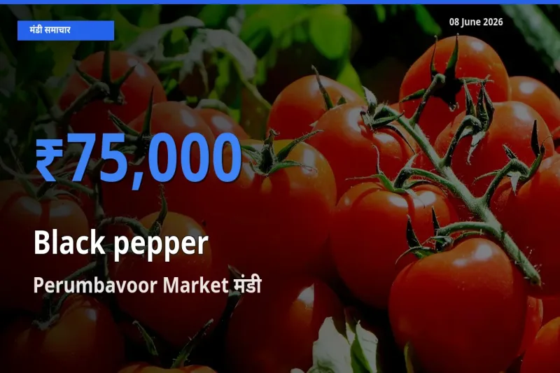 टॉप मंडी बना Perumbavoor Market! काली मिर्च के सबसे ऊँचे दाम यहीं दर्ज