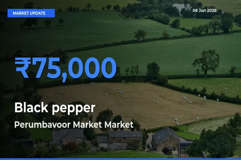 Perumbavoor Market Tops Black pepper Rates – June 08 Market Update