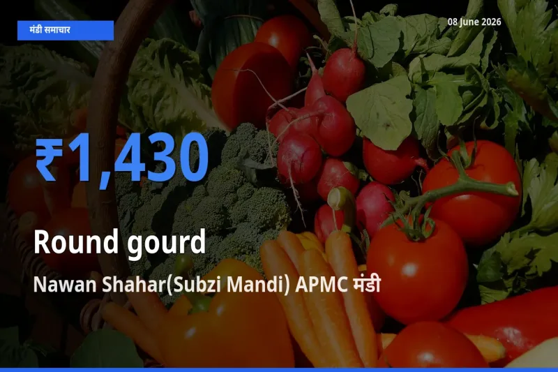 आज गोल लौकी के सबसे ज़्यादा दाम Nawan Shahar(Subzi Mandi) APMC मंडी में दर्ज